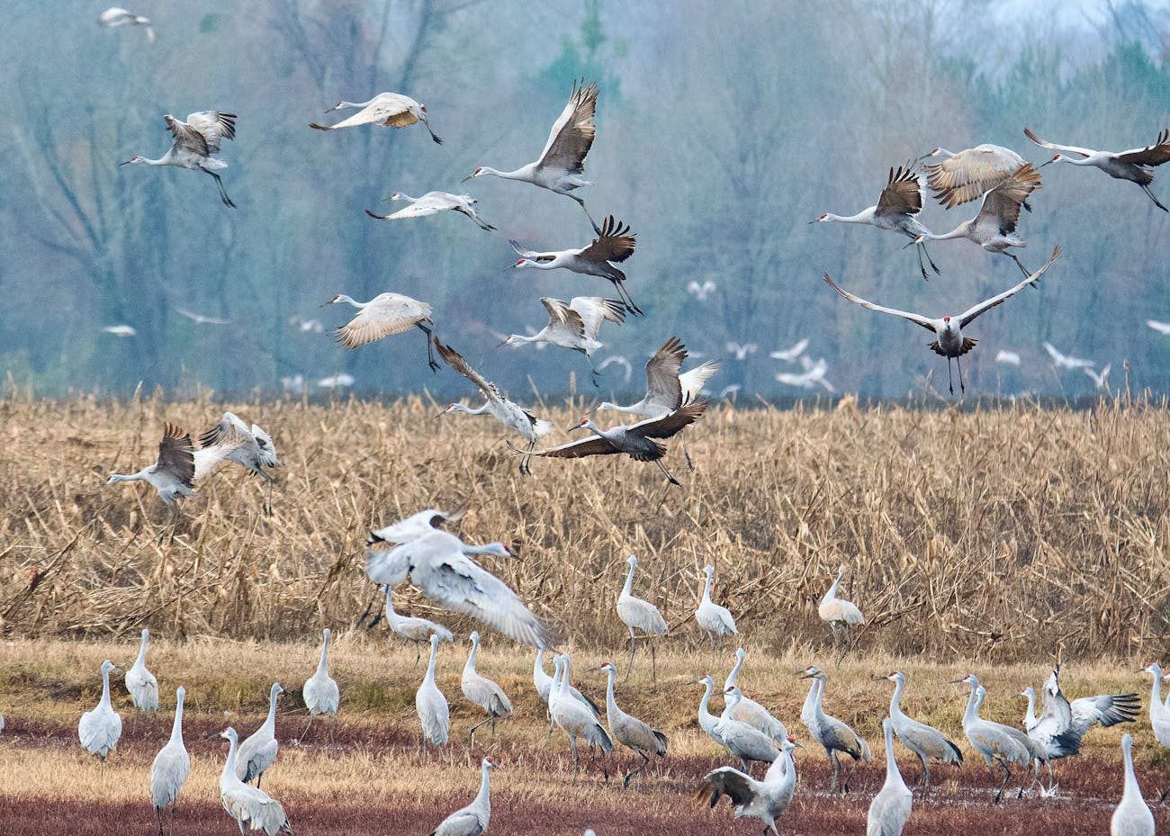 stehende und fliegende kraniche auf der wiese, foto von A. G. Rosales