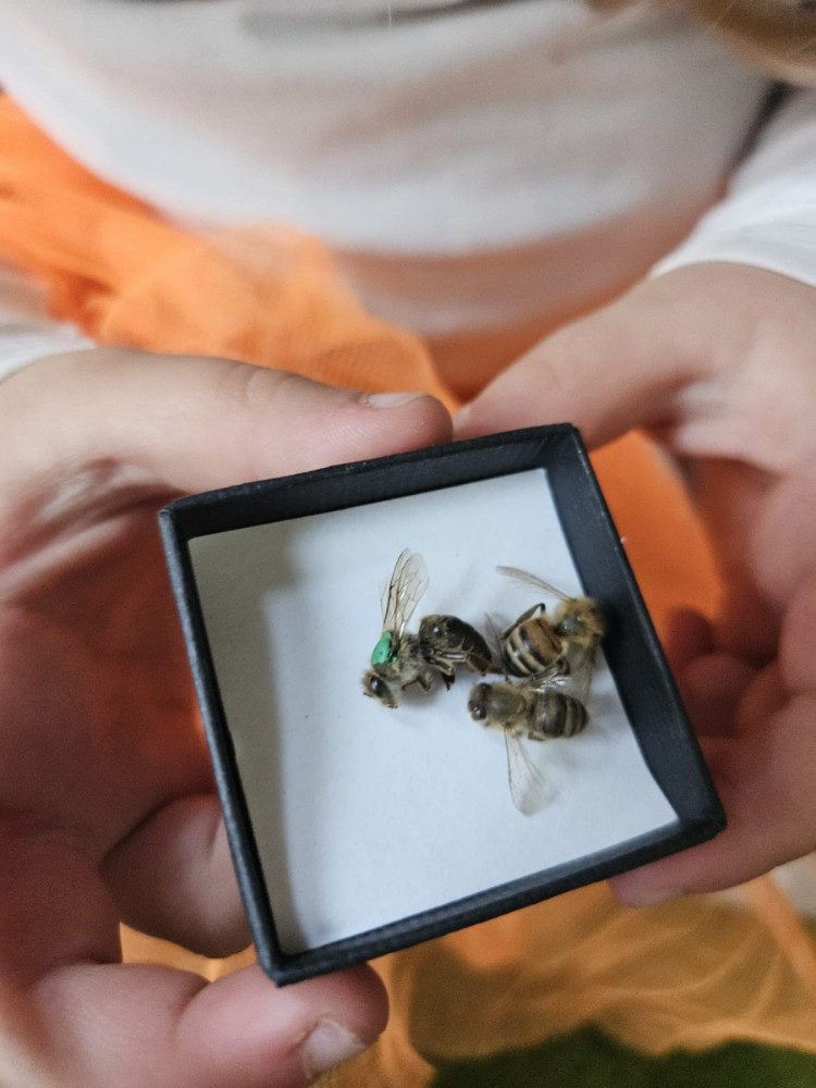 Bienensummen im Morgenkreis: Ein kleiner Imker ganz groß!