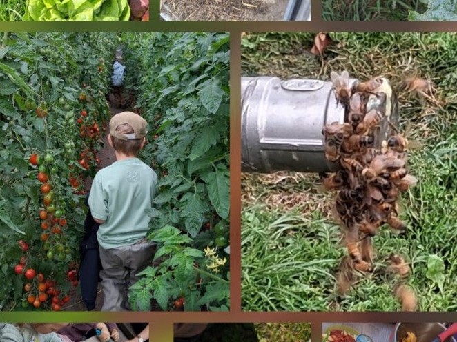 Mitten im Tomatendschungel – Wellenspiel wieder zu Besuch bei der SoLaWi