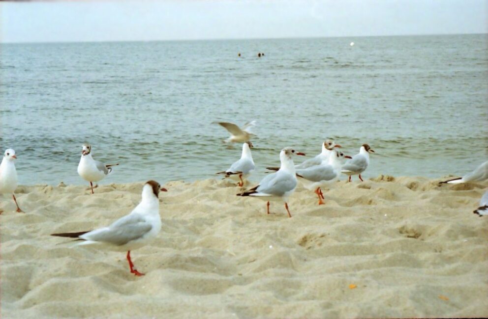 Naturkita_seagulls